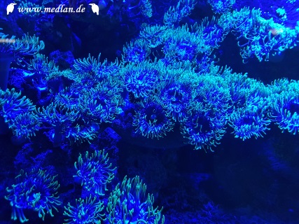 Haus des Meeres: Korallen